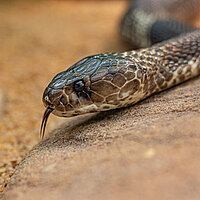 Tierart Brillenschlange (Kobra)