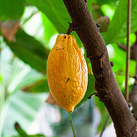 Pflanzenart Kakao
