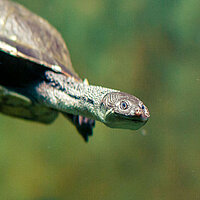 Tierart Schlangenhals-Schildkröte