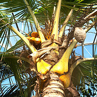 Tierart Kokospalme